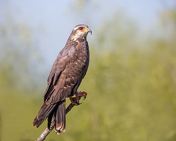 Beak, Animals, Bird, Predator, Kite HD wallpaper