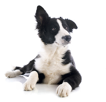 Puppy, animal, white, black, cute, border collie, ear, funny, card, caine HD wallpaper