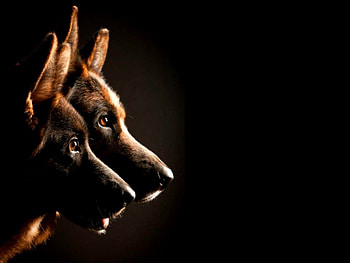German shepherd twins, dog, german shepherd, black, dogs, twins, cute, pet HD wallpaper