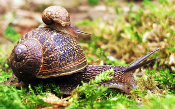 Animals, Grass, Couple, Pair, Crawl, Snail HD wallpaper