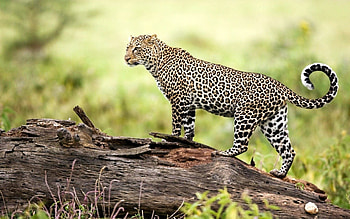 African leopard, Wild Animals HD wallpaper