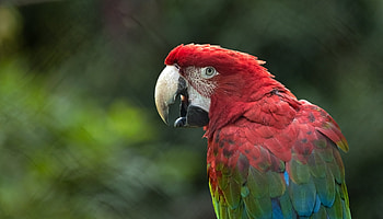 Vibrant Red-and-Green Macaw : Nature’s Colorful Marvel, Animal, Red-and-green Macaw HD wallpaper