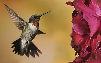 Animals, Flowers, Humming-Birds, Bird HD wallpaper