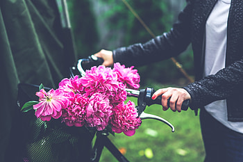 Flowers, Peonies, Hand, Bicycle HD wallpaper