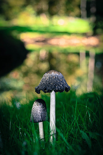 Grass, Mashrooms, Macro, Close-Up HD phone wallpaper