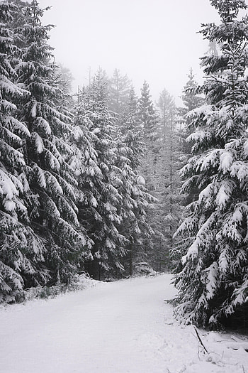 Winter, Nature, Trees, Snow, Fir-Trees HD phone wallpaper