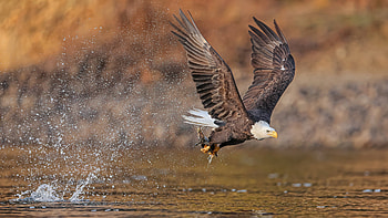 Bald Eagle, animal, bird, eagle, bald HD wallpaper