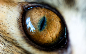 Tiger Eye, eye of the tiger, tiger, siberian tiger HD wallpaper