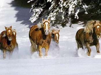 Horses running in the snowland, winter, animal, horses, running, snow HD wallpaper