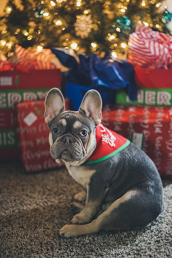 Animals, New Year, Dog, Pet, Christmas Tree, Gifts, Presents, French Bulldog HD phone wallpaper