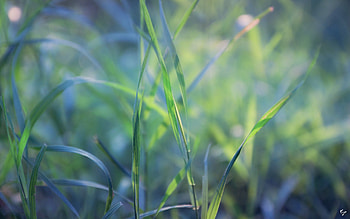 Grass, Leaves, Plant, Macro HD wallpaper