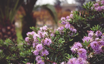 Plants, Flowers, Lilac, Thorns, Prickles HD wallpaper