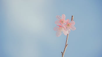 Delicate pink blossoms on a branch with a serene blue sky background. Perfect for a spring-themed aesthetic. HD wallpaper