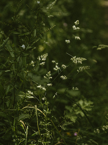 Plants, Grass, Cones, Macro, Spikelets, Wild, Stems HD phone wallpaper