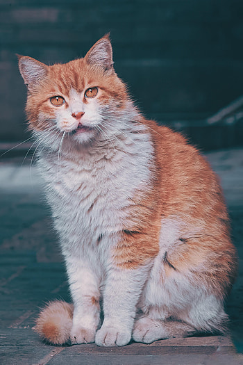 Animals, Cat, Fluffy, Pet, Sight, Opinion, Nice, Sweetheart HD phone wallpaper