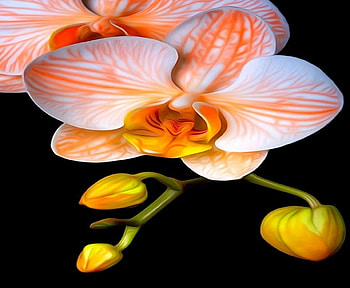 Gorgeous Orchids, nature, flowers, buds, orchids HD wallpaper