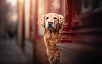Golden Retriever, animal, dog, golden, retriever HD wallpaper