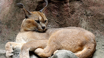 Powerful caracal, Striking appearance, Stealthy predator, Intense gaze HD wallpaper