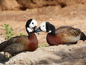 Birds_Pair_wild_weft, birds, animals, love, wild, rock, tree HD wallpaper