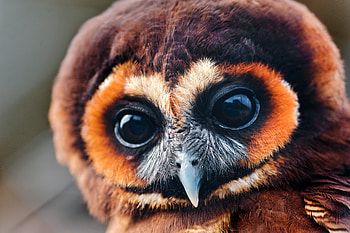 Animals, Owl, Feather, Young, Muzzle, Eyes, Joey HD wallpaper