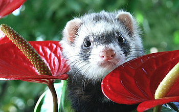 Baby ferret, Ferrets HD wallpaper