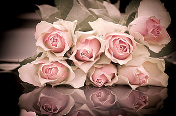 Flowers, Roses, Reflection, To Lie Down, Lie, Bouquet HD wallpaper