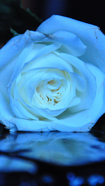 Blue Rose, Blue And White, Rose Flower, rose, flower HD phone wallpaper