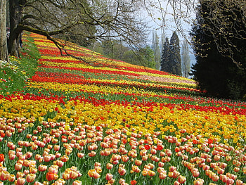 Flourishing Colourful Fields.., fields, flourishing, colourful, tulips HD wallpaper