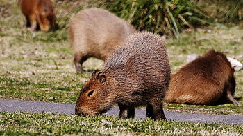 Largest rodents, Fancy gated community, Argentina wildlife, Live Science HD wallpaper