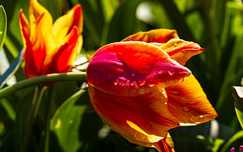 Tulips, flowers, buds, spring, bright HD wallpaper