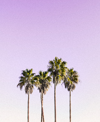 Minimal, sky, palm trees HD phone wallpaper
