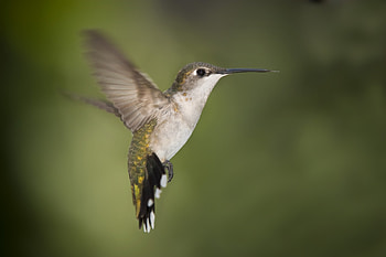 Animals, Humming-Birds, Bird, Beak, Flight, Wave, Sweep HD wallpaper