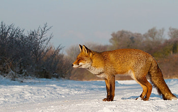 Animals, Snow, Fox, Stroll, Hunting, Hunt HD wallpaper