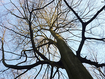 Old beech tree, Frankfurt city forest, Majestic cathedral, Germany's gem HD wallpaper