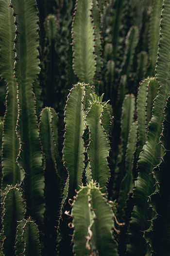 Flowers, Plant, Barbed, Spiny, Cactus, Deserted HD phone wallpaper