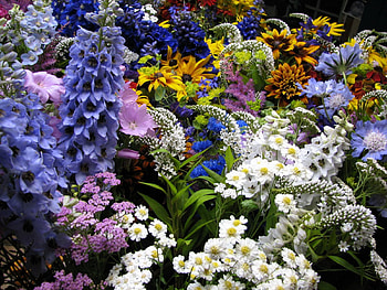Flowers, Flower Bed, Flowerbed, Lot, Diverse, Various, Muskari, Muscari HD wallpaper