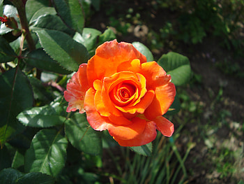 Plants, Flowers, Roses HD wallpaper