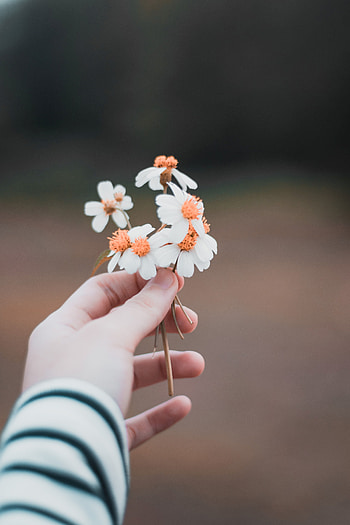 Flowers, Hand, Blur, Smooth, Field, Tenderness HD phone wallpaper
