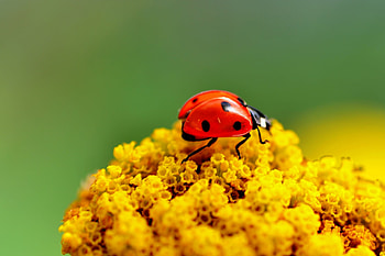 Insects, Ladybugs HD wallpaper