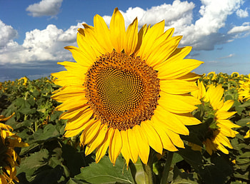 Flowers, Sunflowers, Sky, Clouds, Shine, Light, Field HD wallpaper