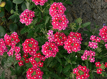 Flowers, Plant, Bloom, Flowering, Greens, Land, Earth, Lantana, Lanthanum HD wallpaper