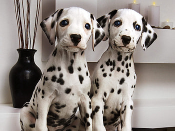 Animals, Couple, Pair, Spotted, Spotty, Dalmatians, Puppies, Dalmatines HD wallpaper