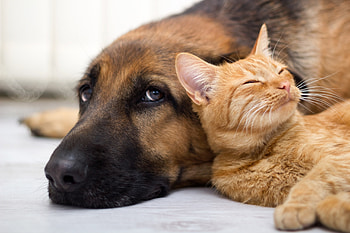 Cat and dog, dog, animal, cat, orange, ginger, pisica, couple, friend, caine HD wallpaper