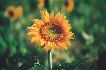 Flowers, Flower, Petals, Bud, Sunflower HD wallpaper