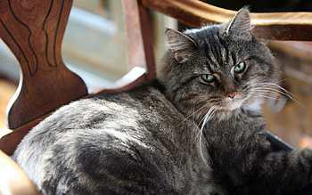 Animals, Cat, Lies, Eyes, Grey HD wallpaper