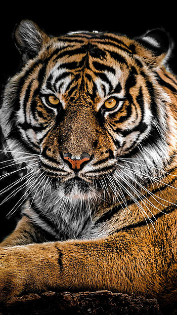 Tiger background, Exquisite , Captivating presence, Enigmatic charm HD phone wallpaper