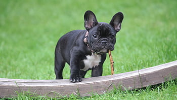 Cute French Bulldog puppy holding a stick in its mouth on green grass. HD wallpaper