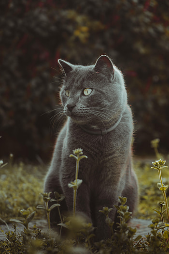 Animals, Grass, Cat, Sweetheart, Nice HD phone wallpaper