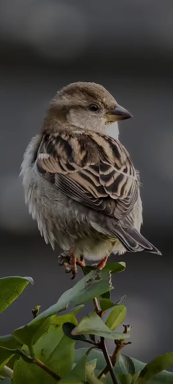 Nature, feather, perching_bird, amoled, sparrow HD phone wallpaper