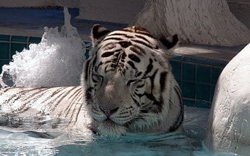 Animals, To Lie Down, Lie, Big Cat, Tiger, Bathe HD wallpaper
